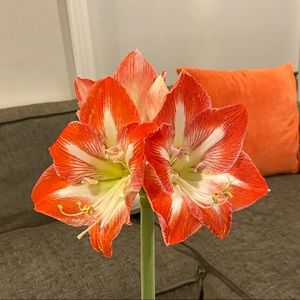 Meet your Posher, Michele